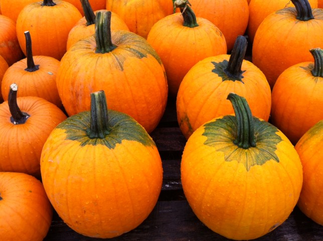 Pumpkins. Wyoming County, October 2012. Photo Credit. Benjamin Judkins.