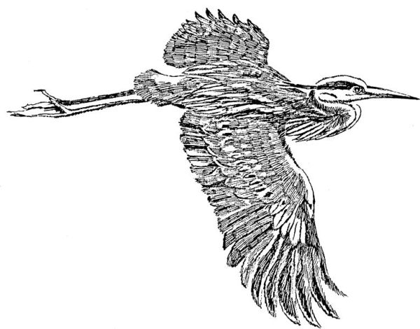 Great_blue_heron_in_flight_line_art_drawing_illustration.free for all use