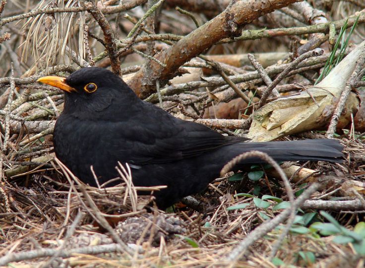 A watchful blackbird.  Source: Wikimedia.
