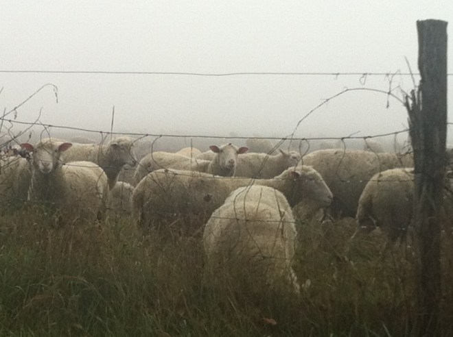 Sheep in the Genesee Valley.  Source:  Photo by Benjamin Judkins.  Author's Personal Collection.