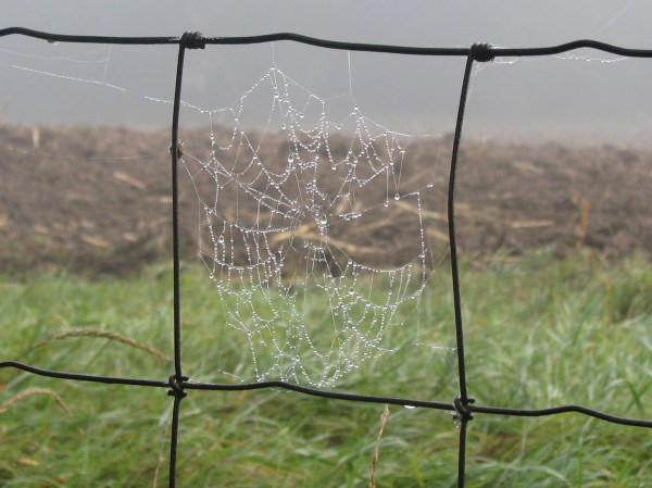 Dew on cobweb.  Genesee Valley.  Source: Photo by Benjamin Judkins.  Author's Personal Collection.