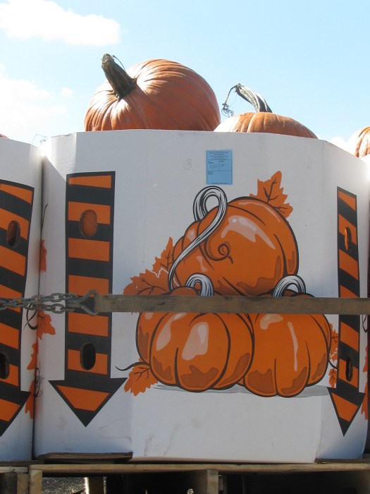 Pumpkins being shipped to an auction in Philadelphia, 2013.  Source: Photo by Tara Judkins.