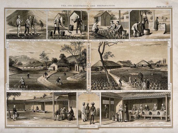 A period print illustrating the different stage of processing raw tera leaves.  The information in this image was first recorded by Robert Fortune.  Source: Joseph Williams, 1850.