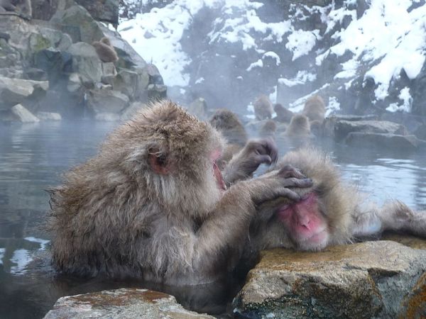 Onsen Macaques.  Source Wikimedia.