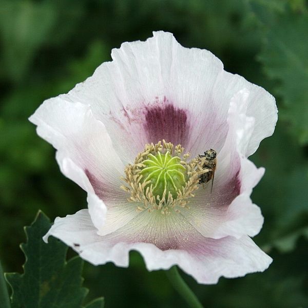 Opium Poppy.  Source: Wikimedia.