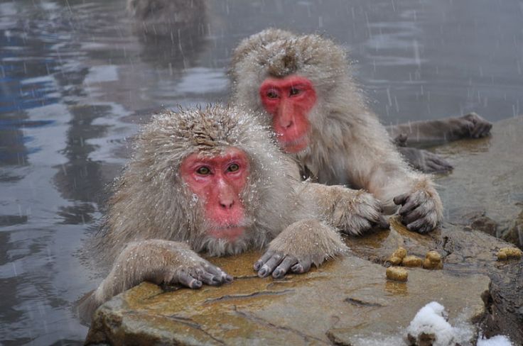 Snow Monkeys, Nagano Japan. Source: Wikimedia.