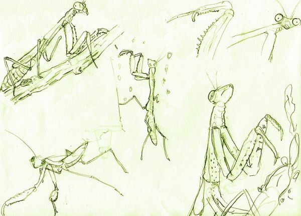 Mantis Sketches by VXD.  Source: Wikimedia.