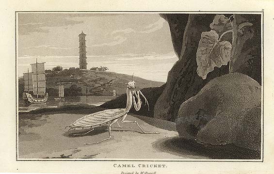 A Mantis in China.  Engraving by William Daniell, 1808.