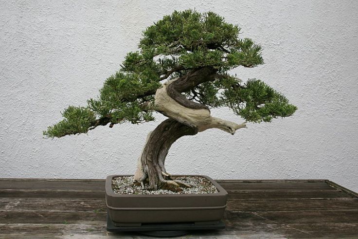 A juniper Bonsai.  Note the use of both "shari" and "jian."  Source: Wikimedia.