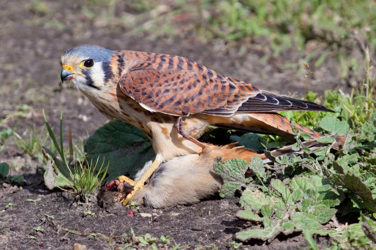 An American Kestrel.  Source: Wikimedia.