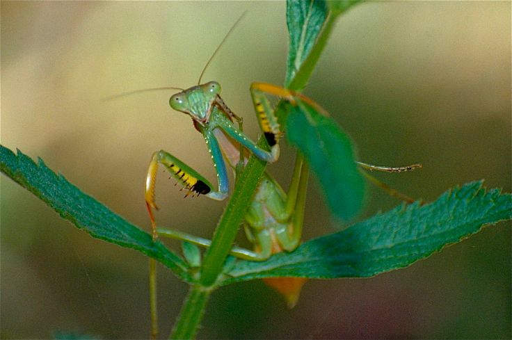 By Bernard DUPONT from FRANCE - Green Mantis (Mantidae), CC BY-SA 2.0. Source: Wikimedia.org