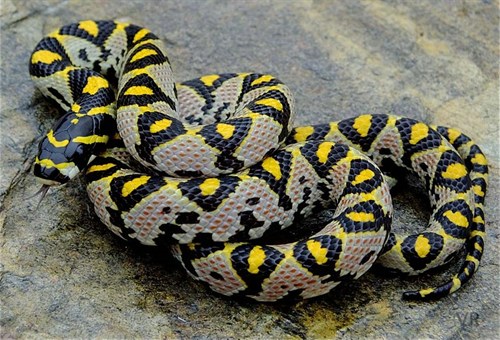 Mandarin Rat Snake. http://www.iherp.com/Public/Blog/Detail.aspx?uid=167619