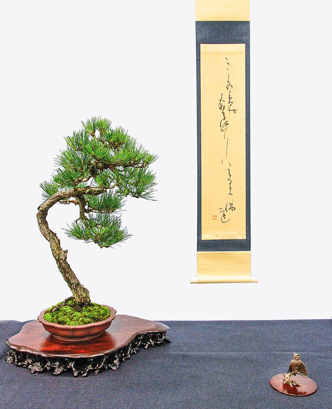 A shohin pine.  Proof that good things sometimes come in small packages.  Source: Valavanis Bonsai Blog.
